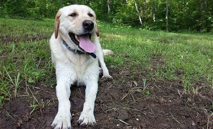 Acest tânăr a găsit un câine pe stradă, însă când s-a uitat ce scria pe plăcuţa prinsă de zgardă a avut un şoc! Povestea incredibilă a făcut înconjurul planetei