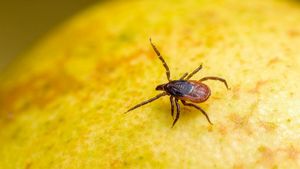 Cum prinzi căpușele înainte să se urce pe tine, la iarbă verde. Trucul util pentru părinți și copii