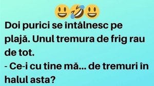 Bancul zilei. Doi purici se întâlnesc pe plajă