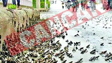 Broastele au prevestit cutremurul din China