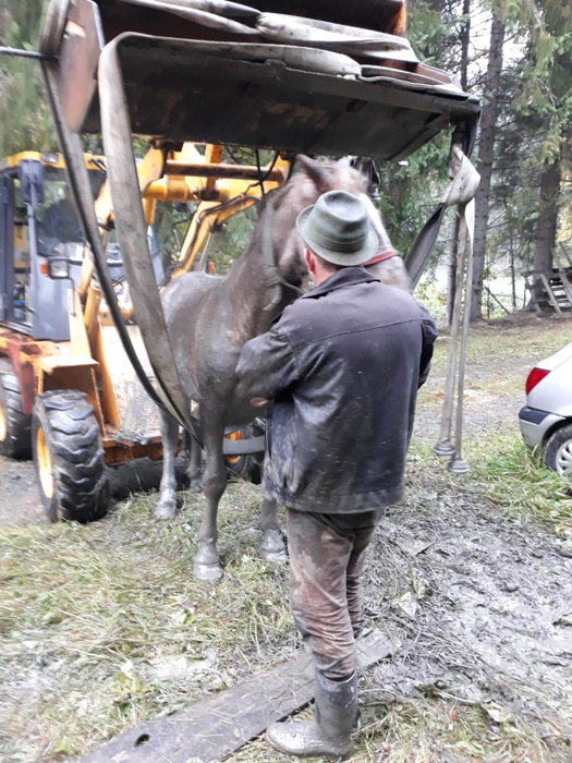 Animalul s-a întors nevătămat la proprietarul lui
