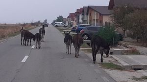 "Invazie" de măgari pe Strada Aviatorilor din Târgu Jiu. Proprietarul animalelor a fost sancționat