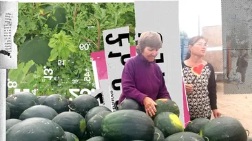 Pepenii de Dăbuleni, înjumătățiți de grindină, abia acum ajung pe piață. Fermierii se plâng că nu își acoperă nici cheltuielile. Au fost ploi acide şi...