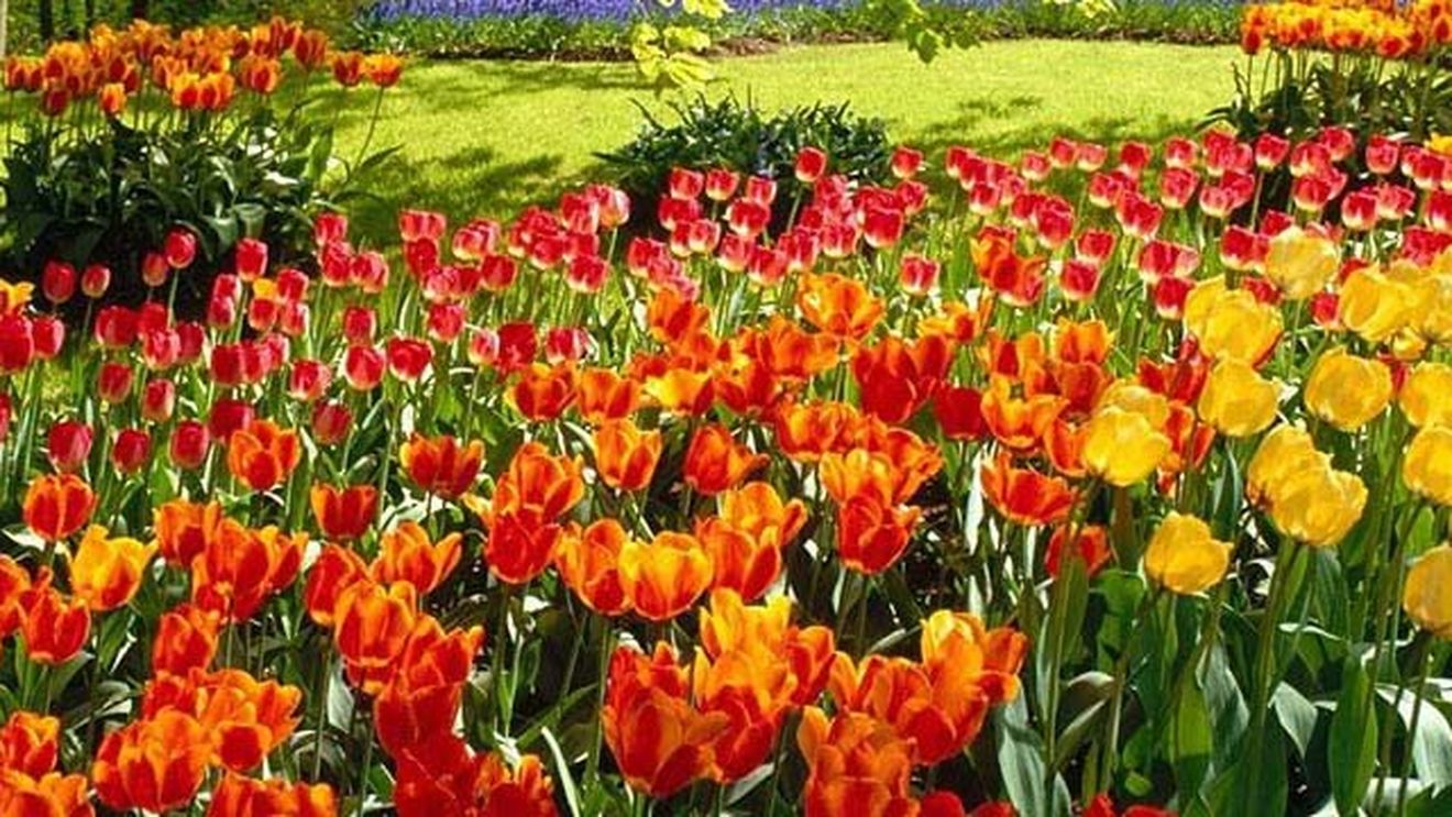 Nu stii ce mesaje sa le trimiti persoanelor dragi de Florii? Citeste aici cateva sugestii!