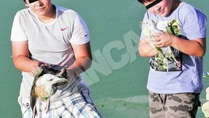 Pescarusii de pe Lacul Morii sfarsesc pe capete din motive necunoscute! Copiii se joaca cu pasarile in agonie