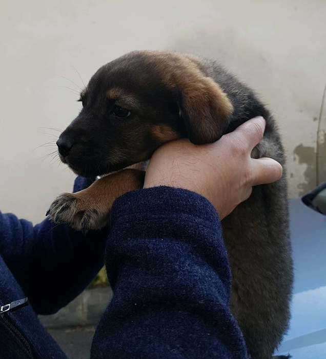 Căţeluşul a avut noroc cu şoferul milostiv şi cu pompierii