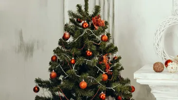 O, brad frumos! Istoria unui simbol care a traversat imperii, credințe și secole