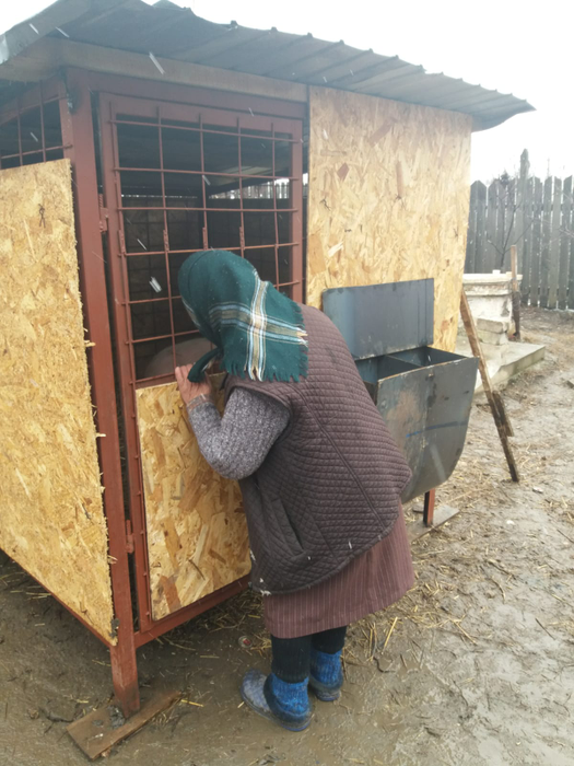 Toți sătenii din Rusănești speră ca porcii-santinelă să fie sănătoși după 45 de zile