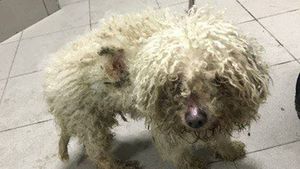 BICHONUL pe care nu l-a mai vrut stăpânul este de nerecunoscut! Cum arată după ce a fost dus la cosmetică canină