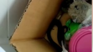 Tu vezi ceva suspect în această imagine? Părinţii au avut un şoc după ce au observat asta printre jucăriile copiilor şi au sunat instant la poliţie