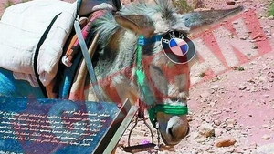 Magarul BMW
