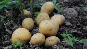 Inițiativă rară în România! Elevii primesc masă caldă din cartofii cultivați de primărie