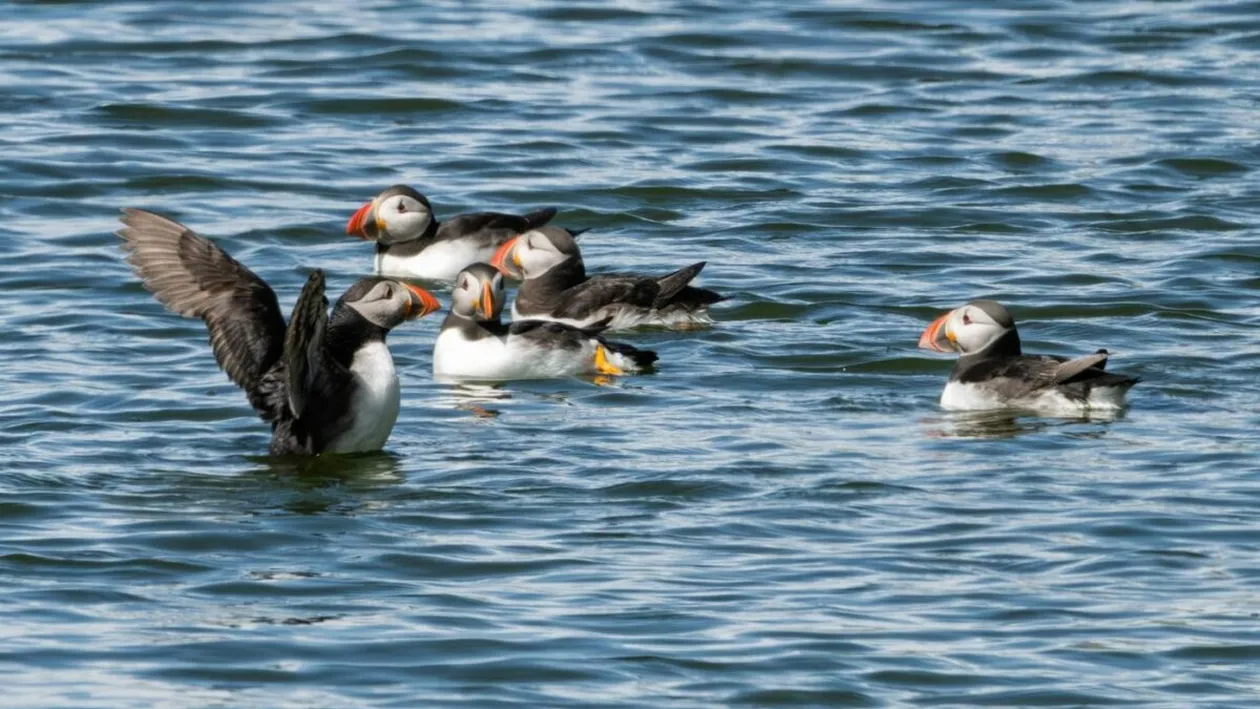 Mii de papagali de mare morți ajung pe plajele Europei. De ce a fost această iarnă atât de periculoasă pentru păsările marine