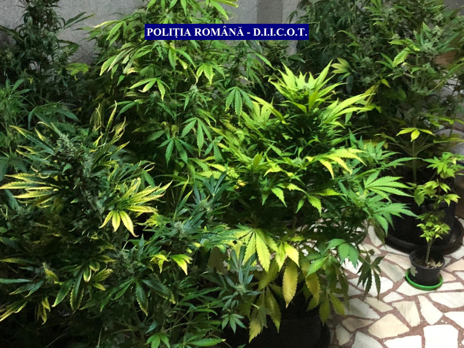 Plantele de cannabis erau îngrjite după toate regulile "artei"