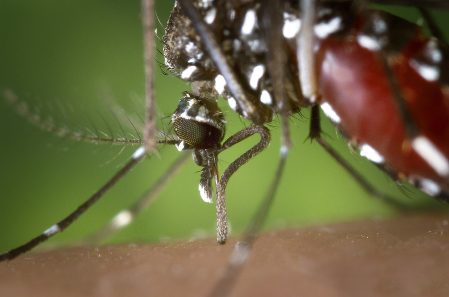 Un nou virus periculos a ajuns în România. Ce boală gravă pot transmite țânțarii 