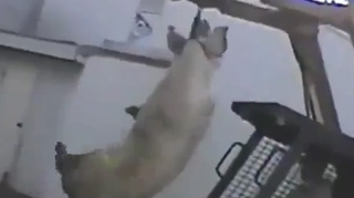 Dupa ce vezi filmul asta o sa uiti de sorici, carnati si aripi picante! Vezi cum sunt maltratate animalele inainte sa ajunga la tine - Fa-ti o salata!
