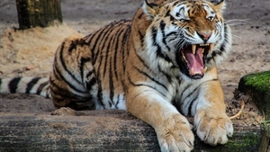 Tragedie la Grădina Zoologică Pitești! Un angajat a fost ucis de tigru