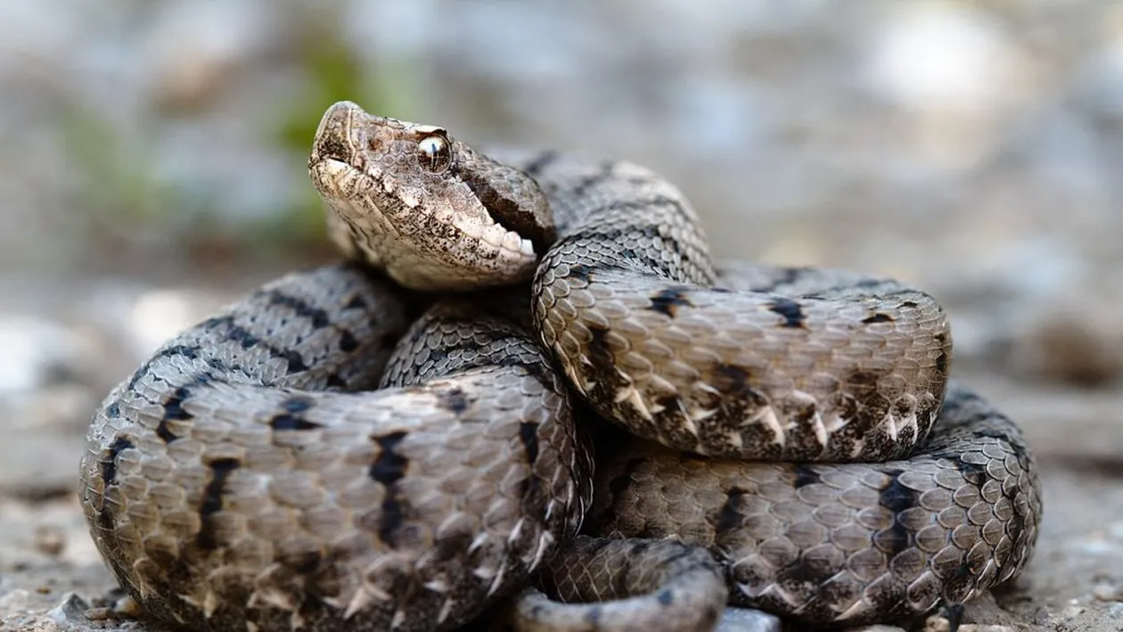 Fetiță de cinci ani din Bacău, mușcată de o viperă sub privirile mamei sale