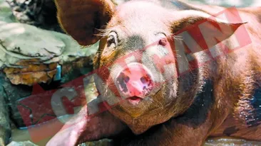 4 reguli indispensabile la taierea porcului!