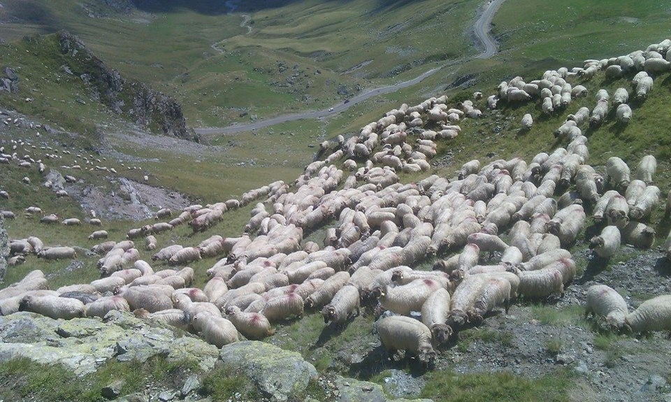 Oile vor ajunge la munte fără sărbătoarea tradițională