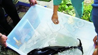 Pipper, puiul de delfin,a murit