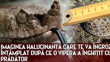 Imaginea HALUCINANTA care te va ingrozi! Ce s-a intamplat dupa ce o vipera a inghitit cu totul un pradator