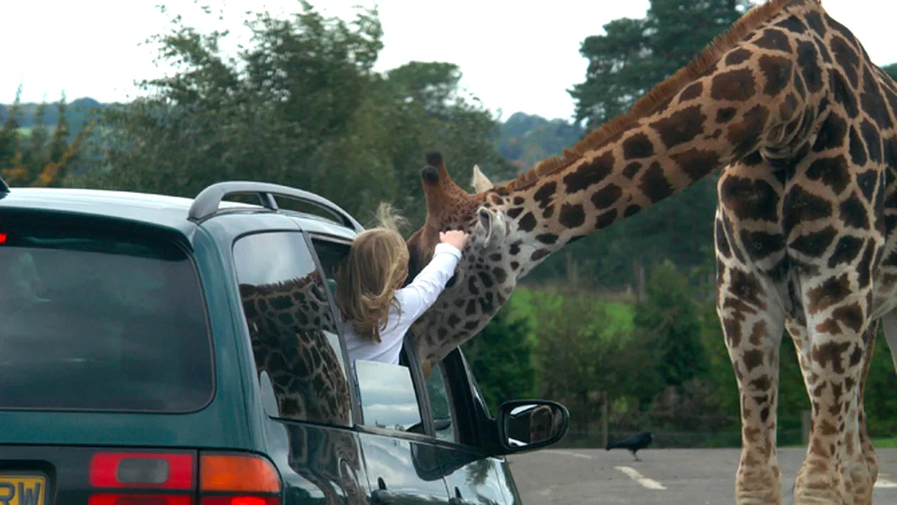 O girafa a incurcat traficul in Anglia! Vezi ce le-a facut trecatorilor!