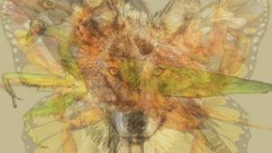 Ce animal vezi prima dată în această iluzie optică spune totul despre personalitatea ta. Variantele sunt mai multe decât ţi-ai putea imagina