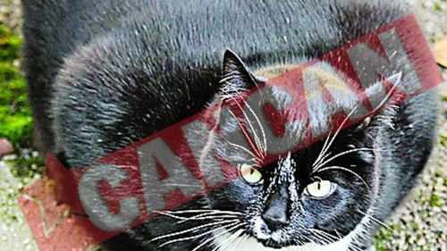 Pisica uriasa, pusa la slabit