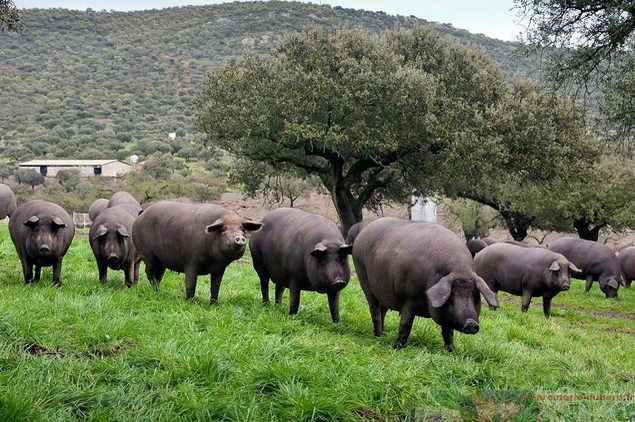 ANAMARIA PRODAN, afacere incredibilă! Impresara şi soţul ei deţin o fermă de porci foarte rari în România!