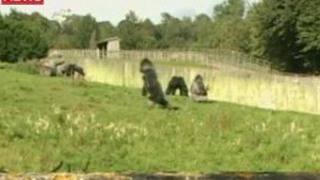 Uite gorila care poate sa mearga ca un om!