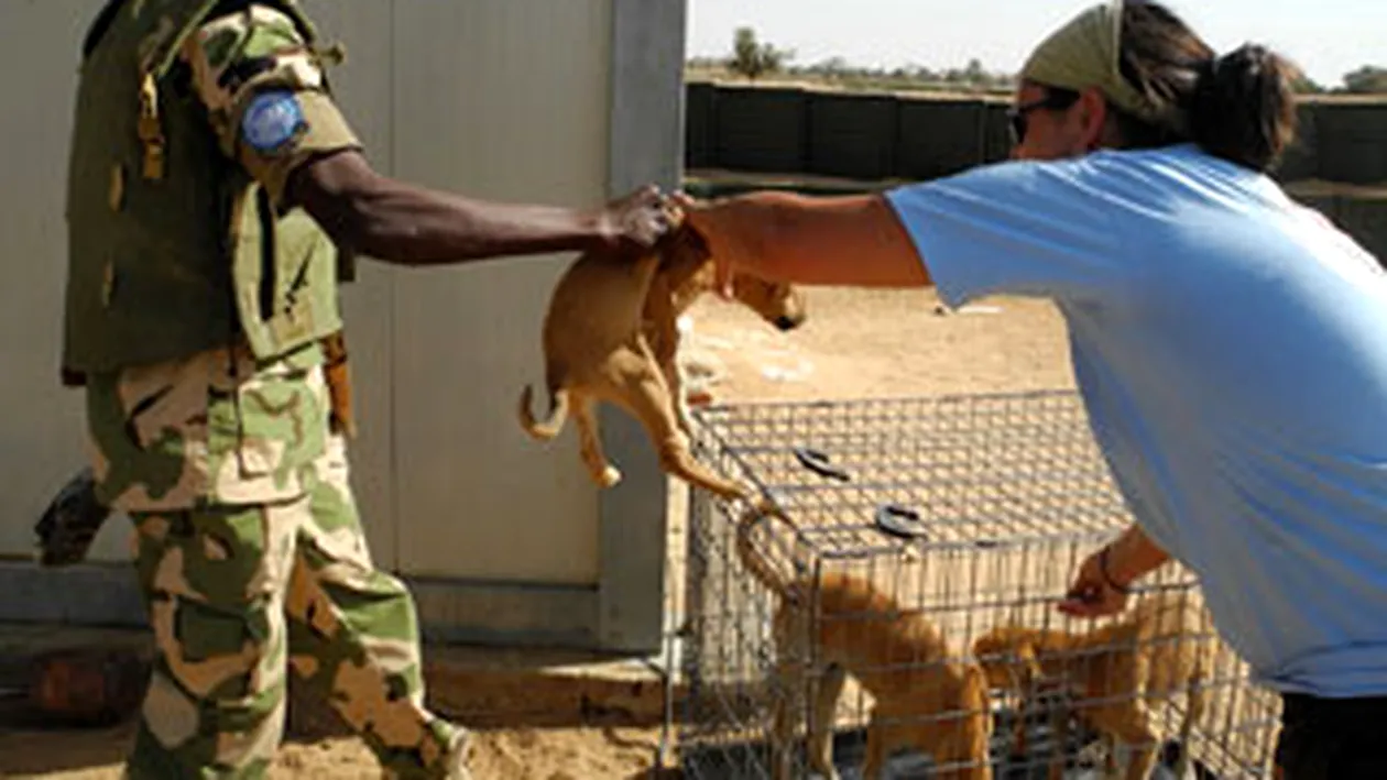 Veterinarii romani au tratat cainii fara stapan din Sudan. Tanc in fata, tanc in spate! Asa mergeam sa-i prindem!