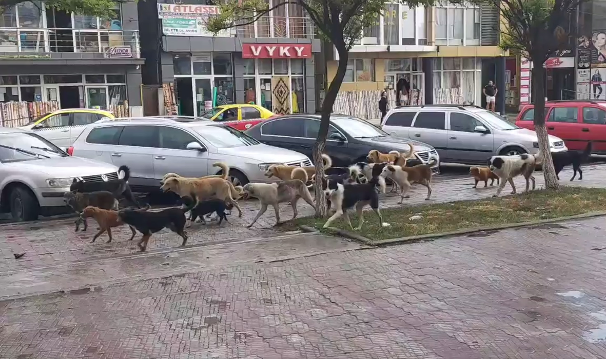 Câinii vagabonzi au pus stăpânire pe străzile din Caracal