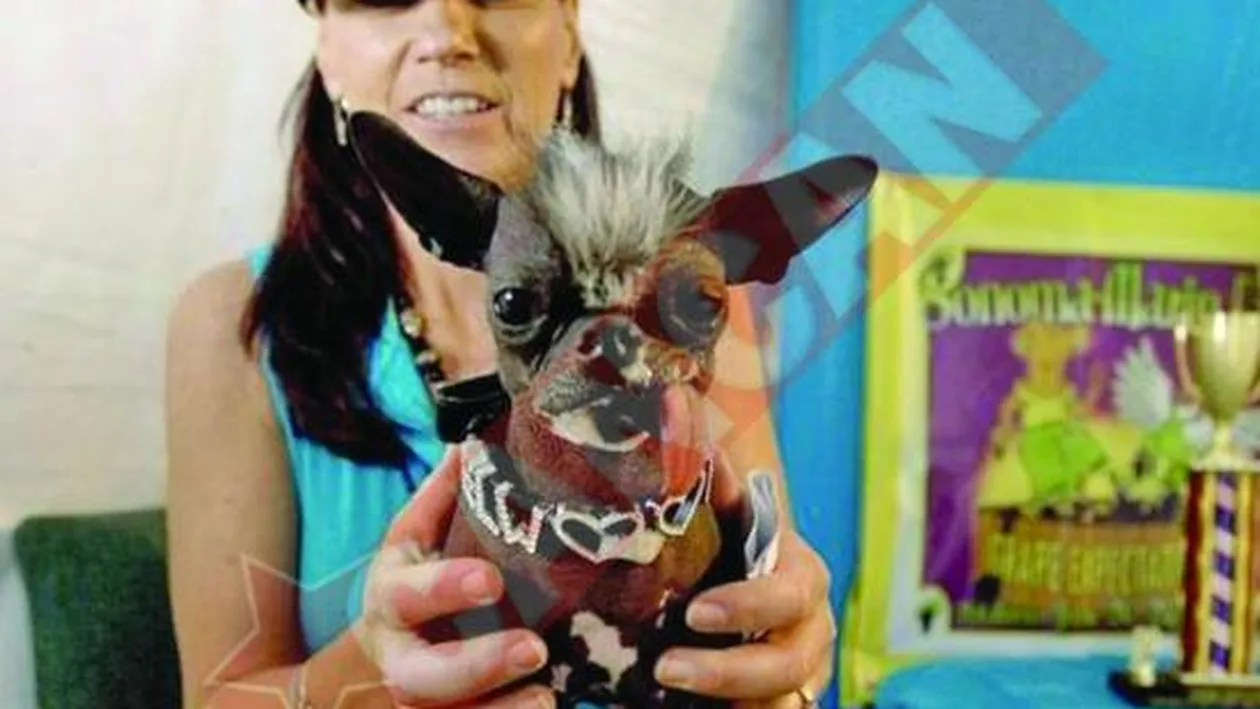 Cel mai urat caine din lume