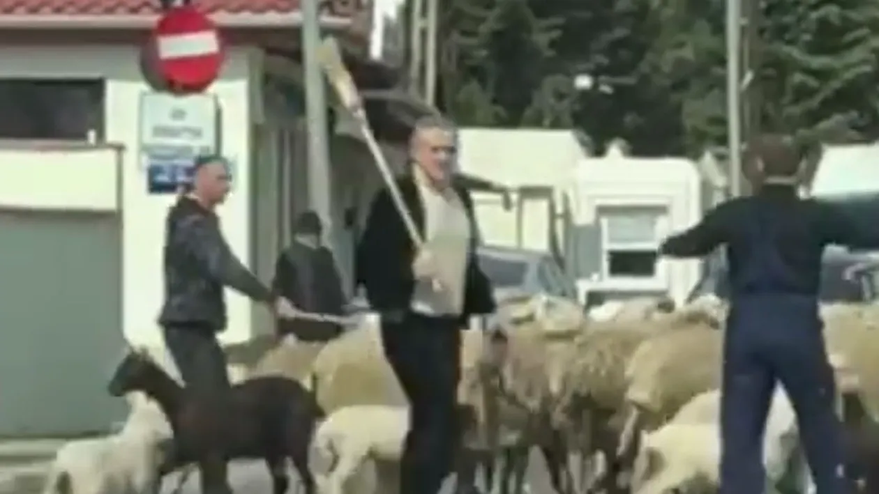 VIDEO FABULOS. Gigi Becali și-a scos oile la plimbare! Latifundiarul a blocat traficul în Pipera