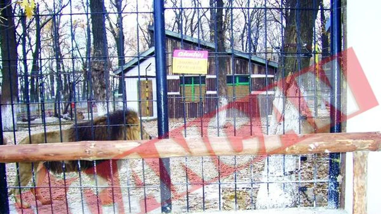 Electrosocuri pentru animalele de la Zoo