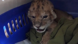 VIDEO. Respins de mamă, un pui de leu de la Zoo Craiova este hrănit din două în două ore cu biberonul
