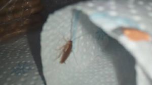 Invazie de gândaci în saloanele de copii de la Spitalul Judeţean Arad!