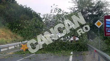 Copaci rupti, drumuri blocate! Prapad in Turnu Severin dupa o furtuna de numai cinci minute