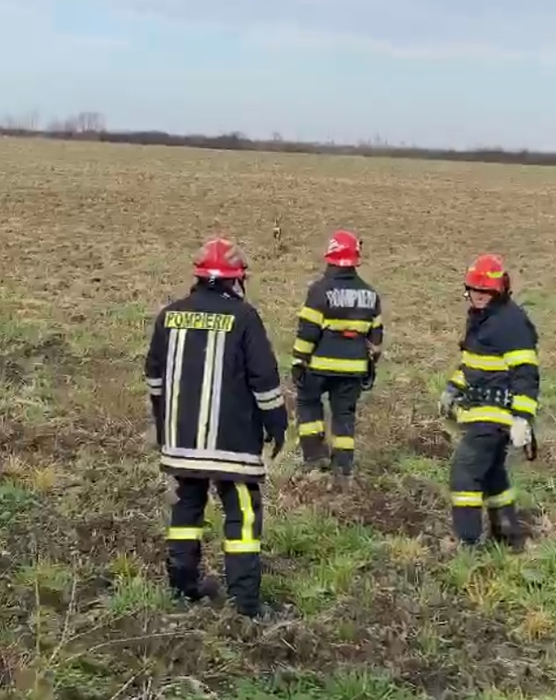 Operațiune de salvare emoționantă! Pompierii din Arad au scos o căprioară care era captivă într-un canal