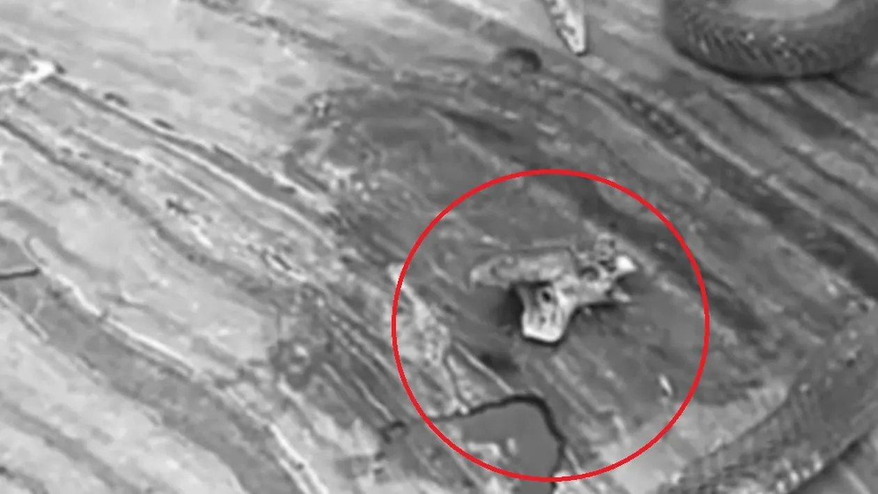 Un bărbat a fost la un pas de moarte după ce a fost muşcat de un şarpe decapitat! Explicația uimitoare: “Este una dintre greşelile clasice”