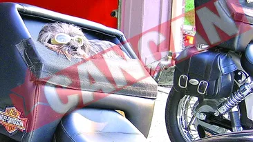 Bani-garla din idei stupide