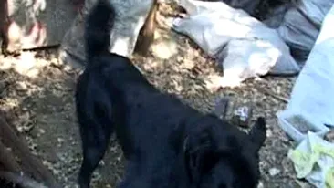 O fetita de doi ani a fost muscata de fata si cap de cainele vecinilor!