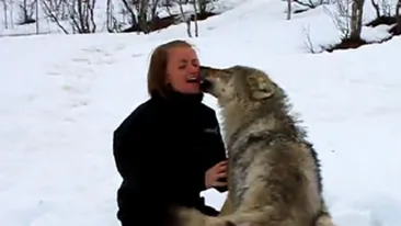 Emotionant! Si lupii stiu sa iubeasca! Uite ce se bucura si cum o musca in joaca pe o femeie care avusese grija de ei in urma cu 4 ani!