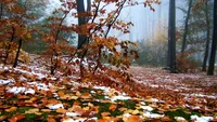 METEO 3 DECEMBRIE. Afla cum va fi vremea joi inainte sa iesi din casa