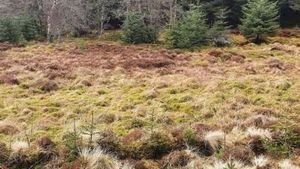 Test IQ | În această poza se ascunde un câine. Doar super-geniile îl găsesc în mai puțin de 9 secunde!