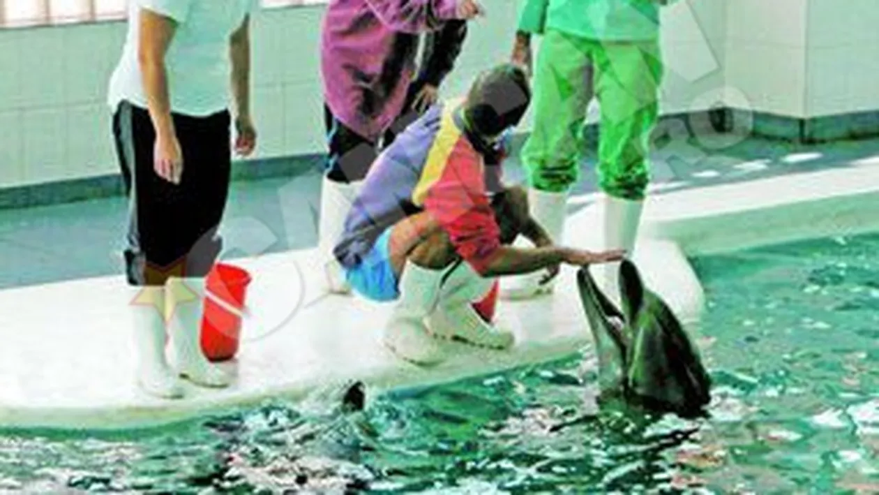 Ni-Ni si Pei-Pei, prea mici pentru imperechere! Chen-Chen va fi inseminata cu sperma adusa din Africa de Sud