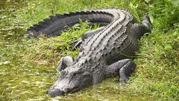 Această fetiţă a scăpat din fălcile unui aligator! S-a salvat cu ajutorul...