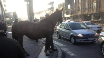 Nu numai porcii sunt plimbati pe strazile Clujului! De data asta, un cal….