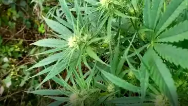 Cultură de cannabis, descoperită pe un câmp din Dâmbovița. Proprietarul încerca să ascundă cultura în vegetația înaltă